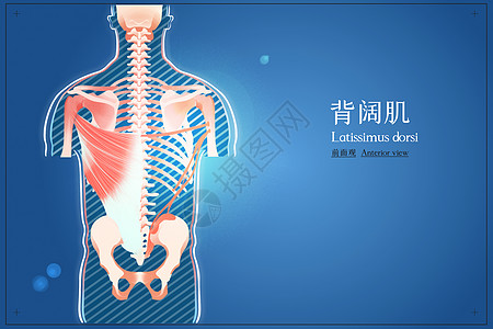 背阔肌前面观医疗插画图片