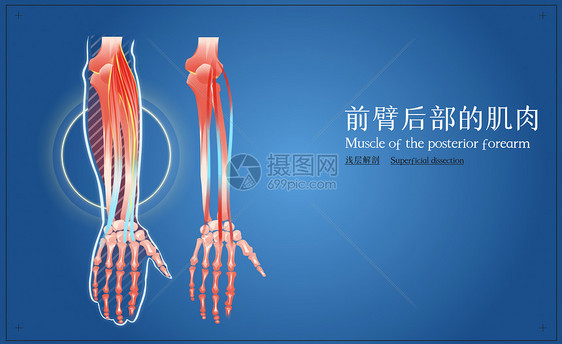 前臂后部肌肉浅层解剖图片