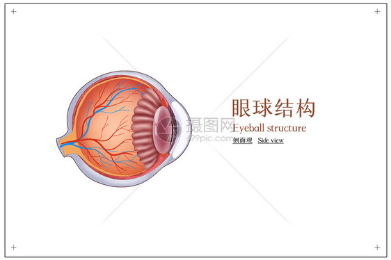 眼球结构人体解剖医疗插画图片