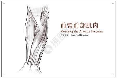 前臂前部肌肉浅层解剖医疗插画背景图片