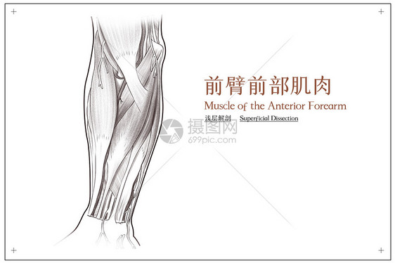 前臂前部肌肉浅层解剖医疗插画图片