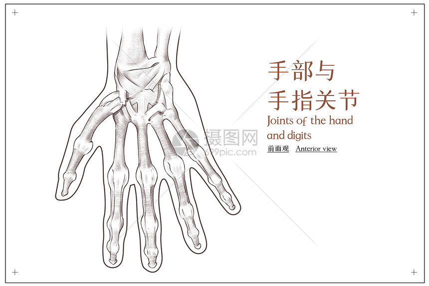 手部与手指的关节前面观医疗插画图片