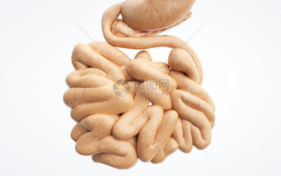 人体消化系统小肠图片