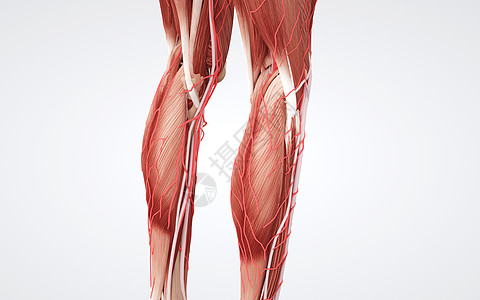 下肢模型人体下肢肌肉设计图片