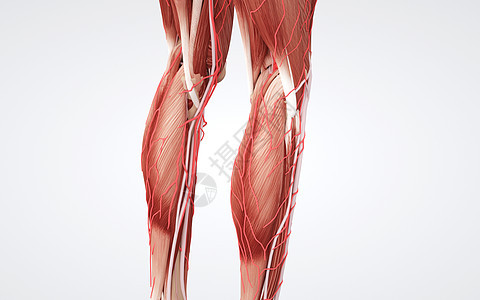 人体下肢肌肉背景图片