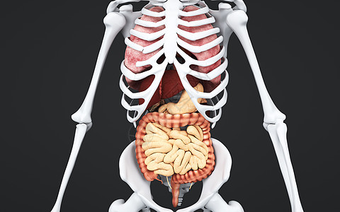 人体消化系统图片