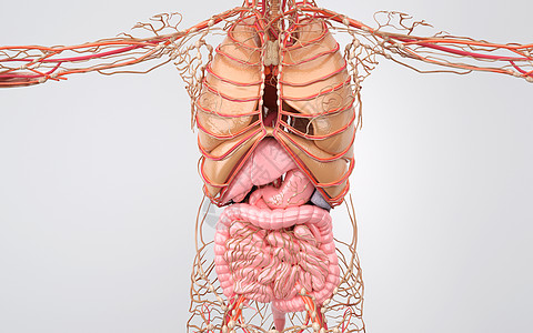 肠道模型消化系统设计图片