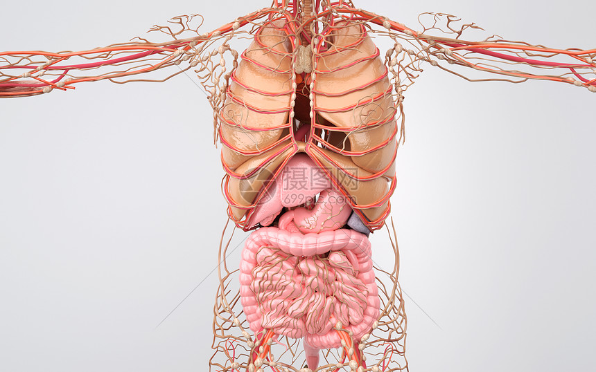 消化系统图片