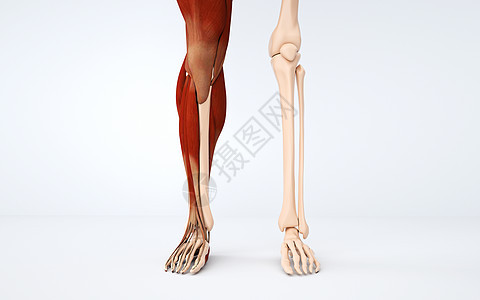 人体小腿结构背景图片