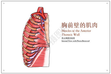 胸前壁的肌肉（除去胸膜内面观）医疗插画图片