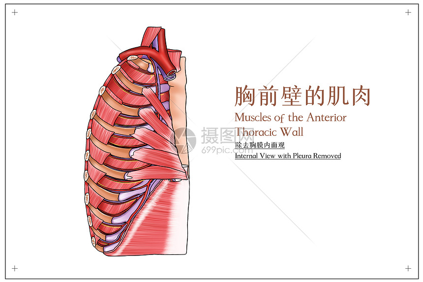 胸前壁的肌肉 除去胸膜内面观 医疗插画插画图片下载 正版图片 摄图网
