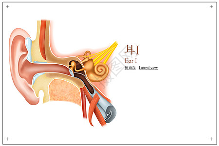 耳的侧面观医疗插画图片