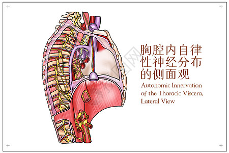 胸腔内自律性神经分布的侧面观医疗插画插画