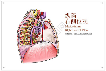 纵隔右侧位观医疗插画背景图片