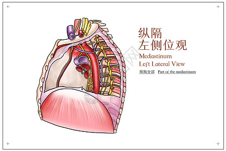 纵隔左侧位观医疗插画高清图片