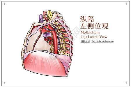 纵隔左侧位观医疗插画图片