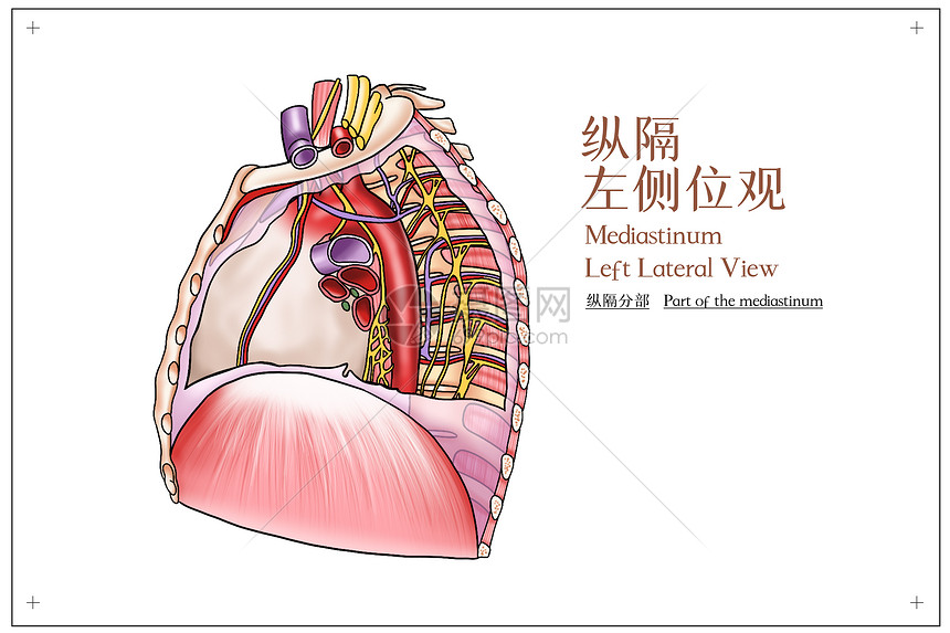 纵隔左侧位观医疗插画图片