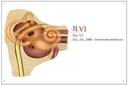 耳定位右耳外侧观医疗插画图片