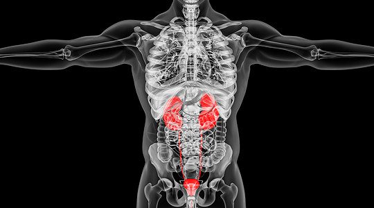 X光人体肾脏场景图片