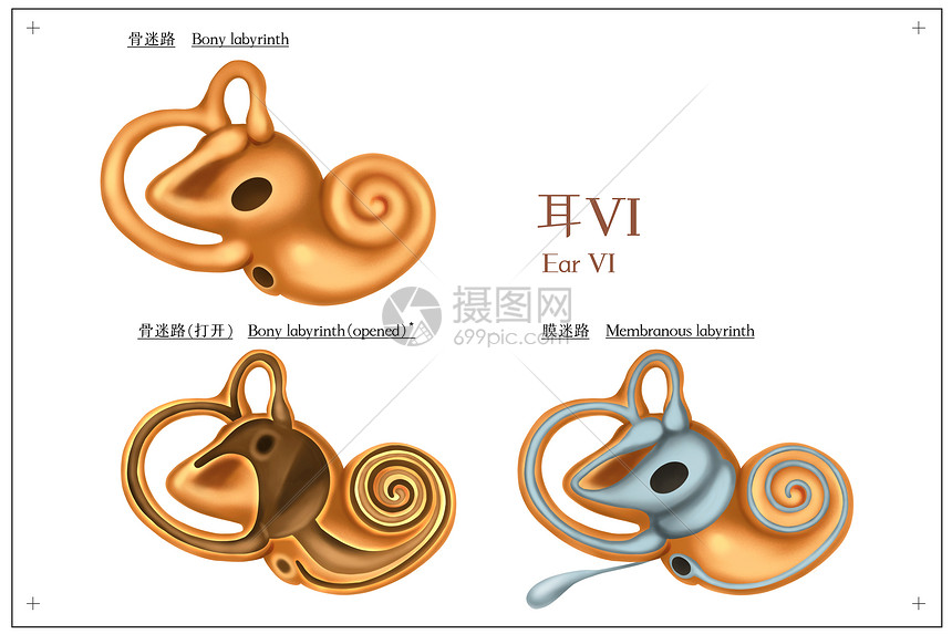 耳骨迷路膜迷路医疗插画插画图片下载 正版图片 摄图网 耳骨迷路膜迷路医疗插画插画图片下载 正版图片 摄图网