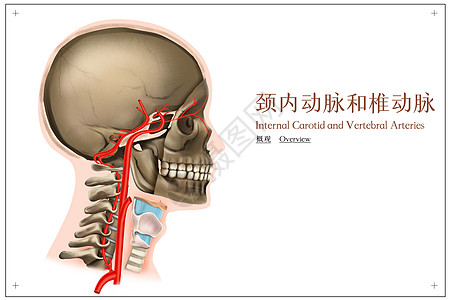 脊椎受损颈内动脉和椎动脉的概观医疗插画插画