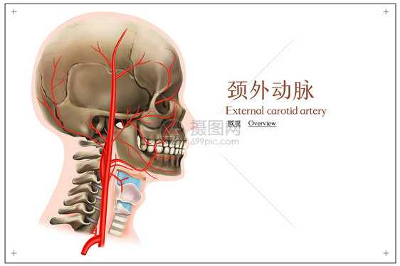 颈外动脉的概观医疗插画图片