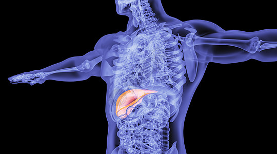 X光人体肝脏背景图片