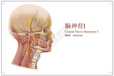 脑神经I侧面观医疗插画背景图片