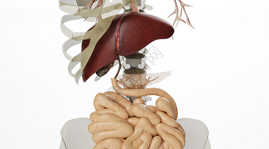 人体消化系统场景图片