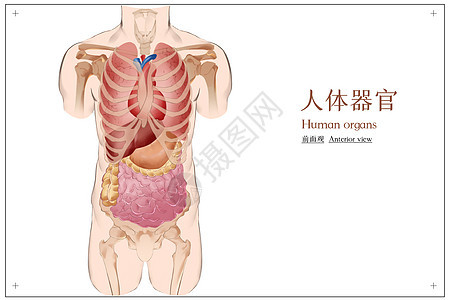 人体器官医疗插画背景图片