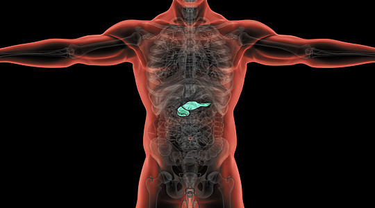 X光人体胰腺场景图片