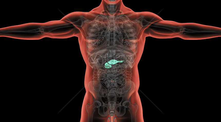 X光人体胰腺场景图片