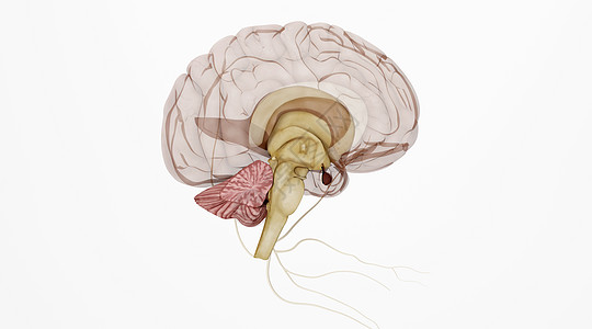 内分泌系统人体大脑场景设计图片