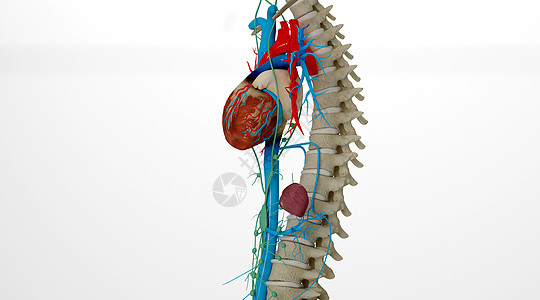 人体心脏场景图片