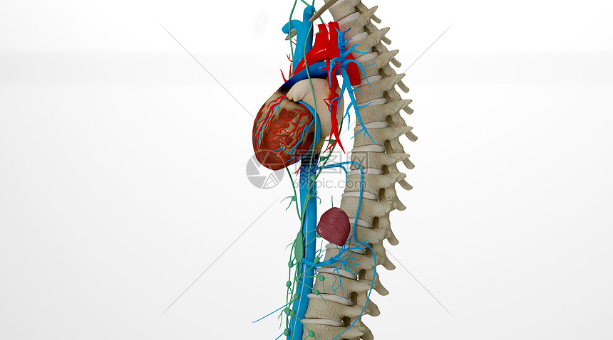 人体心脏场景图片