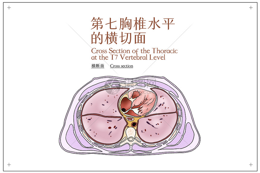 第七胸椎水平的横切面医疗插画图片