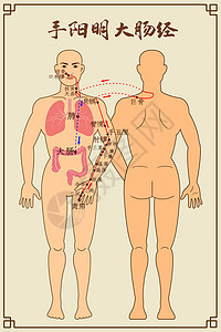 手阳明大肠经及穴位背景图片