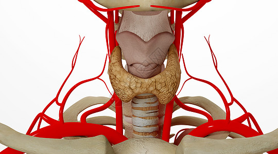 内分泌系统人体甲状腺场景设计图片