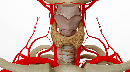 人体甲状腺场景设计图片