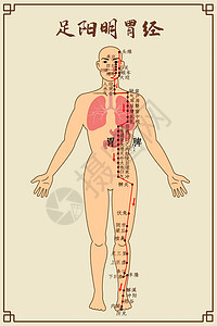 足阳明胃经及穴位背景图片