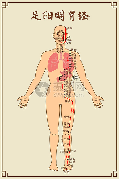 足阳明胃经及穴位图片