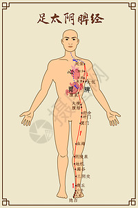 经络减肥足太阴脾经及穴位插画