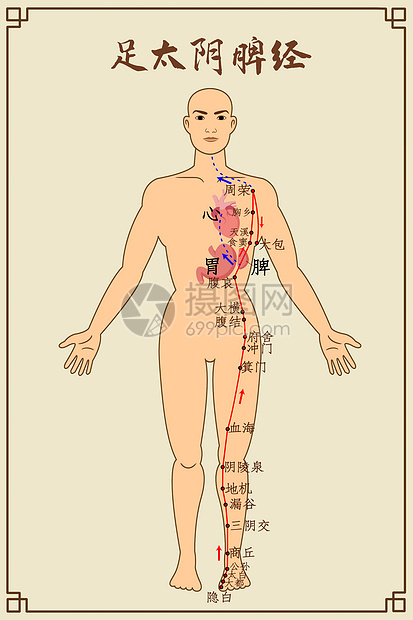 足太阴脾经及穴位图片