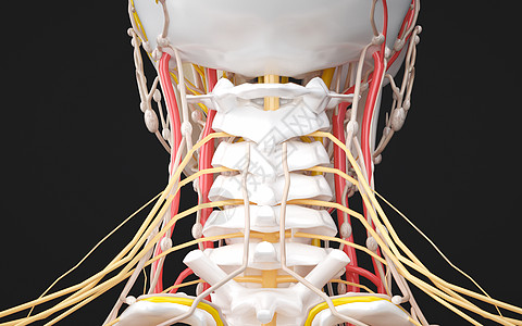 人体颈部神经系统设计图片
