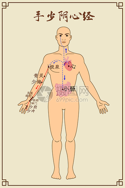 手少阴心经及穴位图片