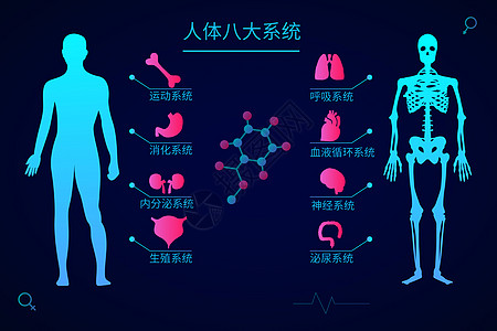 医疗健康人体八大系统科技感矢量插画图片素材