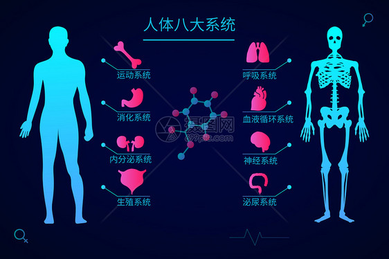 医疗健康人体八大系统科技感矢量插画图片