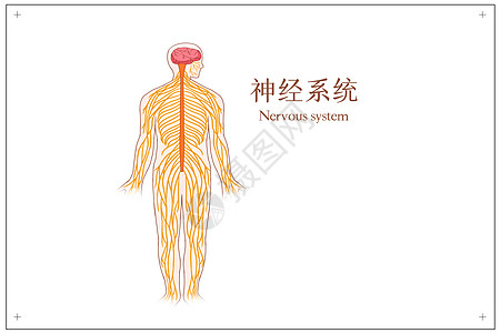 人体神经系统医疗插画高清图片