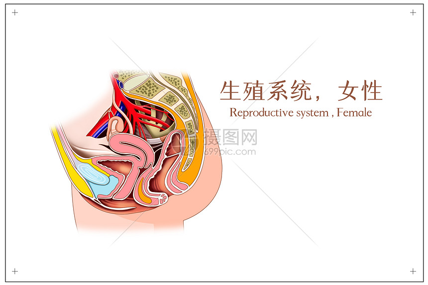 女性生殖系统医疗插画插画图片下载 正版图片 摄图网