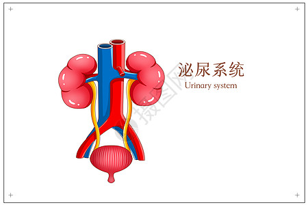 泌尿系统医疗插画图片